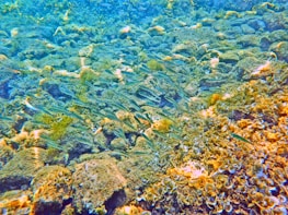 A vibrant underwater scene featuring a school of small, slender fish swimming over a rocky seabed covered with various types of algae and marine vegetation. The water is clear, allowing sunlight to filter through, illuminating the diverse textures and colors of the sea floor.