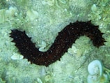 Dark, elongated, and spiky marine organism lying on a sandy seabed surrounded by various small shells and marine debris.