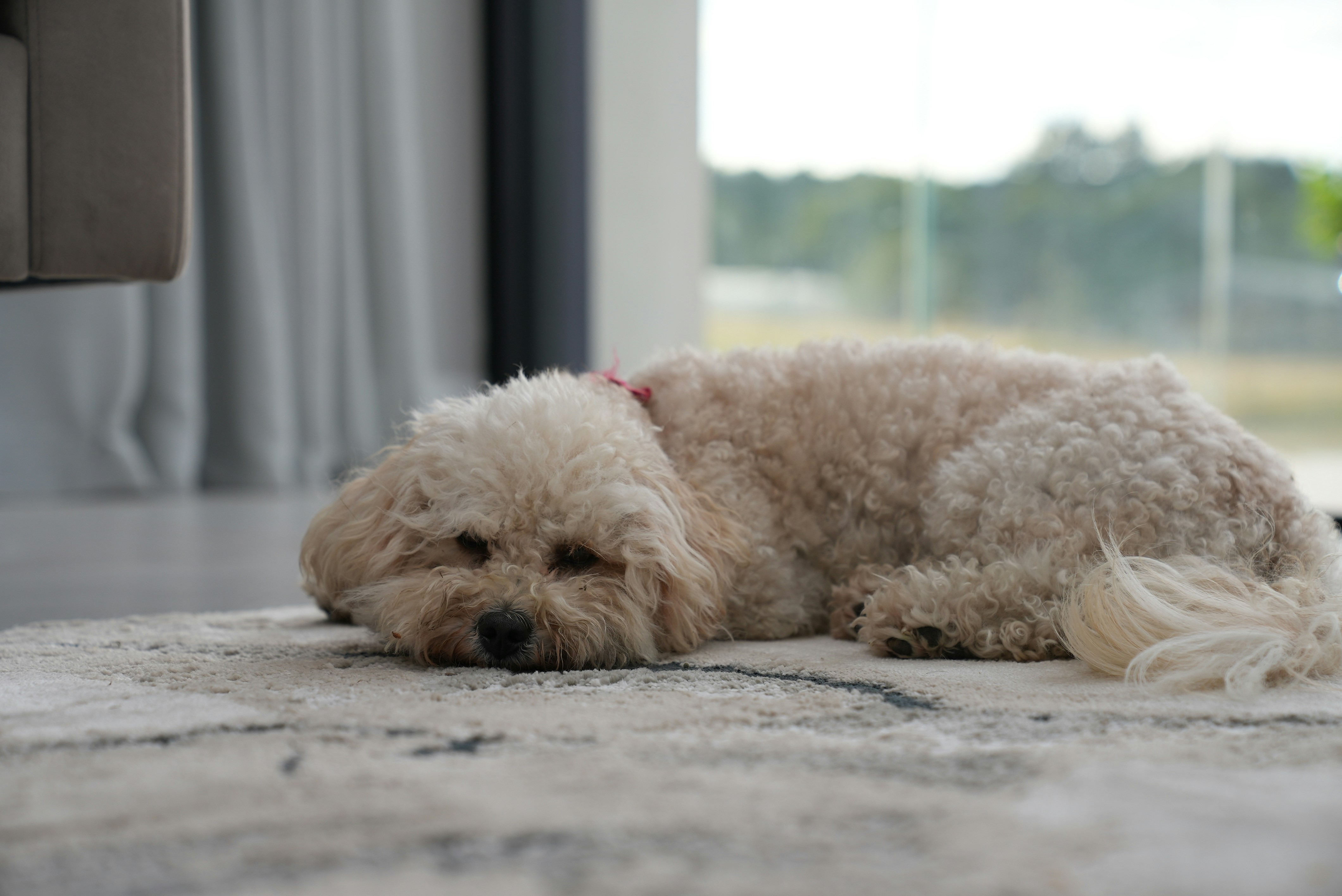 a dog lying on the floor
