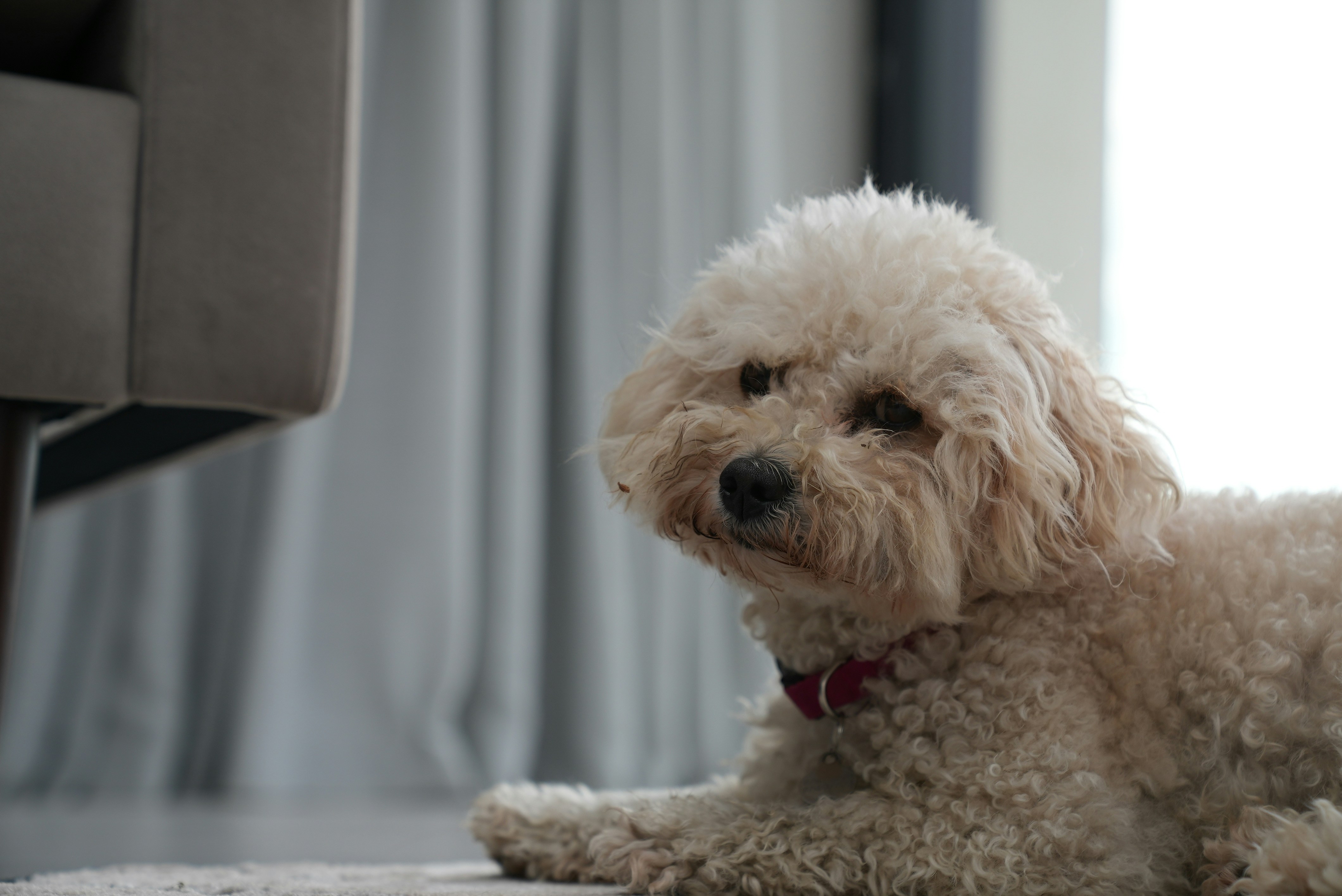a dog sitting on a couch