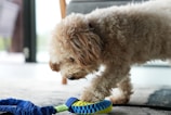 A fluffy, curly-haired dog is intently examining a colorful toy on the floor. The toy is a combination of blue and yellow with a section that appears stretchy or elastic. The setting is indoors, with soft, natural light highlighting the scene.