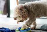 A playful puppy with a colorful toy in a bright living room.