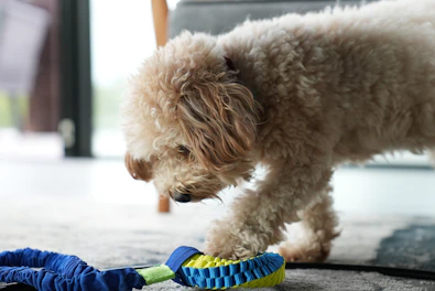 Brightly colored pet toys scattered around a playful dog in a sunny room.