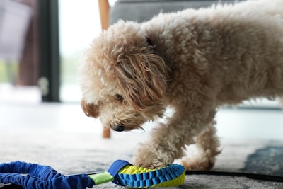 A fluffy, curly-haired dog is intently examining a colorful toy on the floor. The toy is a combination of blue and yellow with a section that appears stretchy or elastic. The setting is indoors, with soft, natural light highlighting the scene.