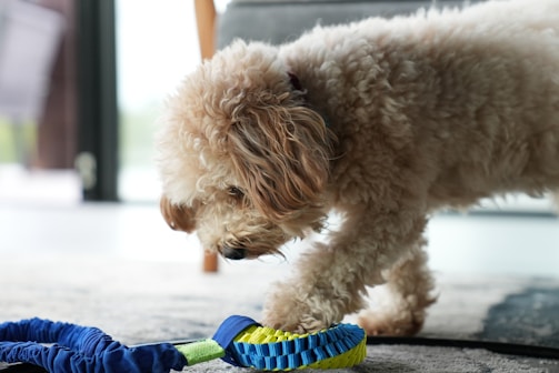 A dog happily playing with a colorful chew toy on a wooden floor.