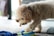 A happy dog playing with a colorful toy from Biberson Technologies.