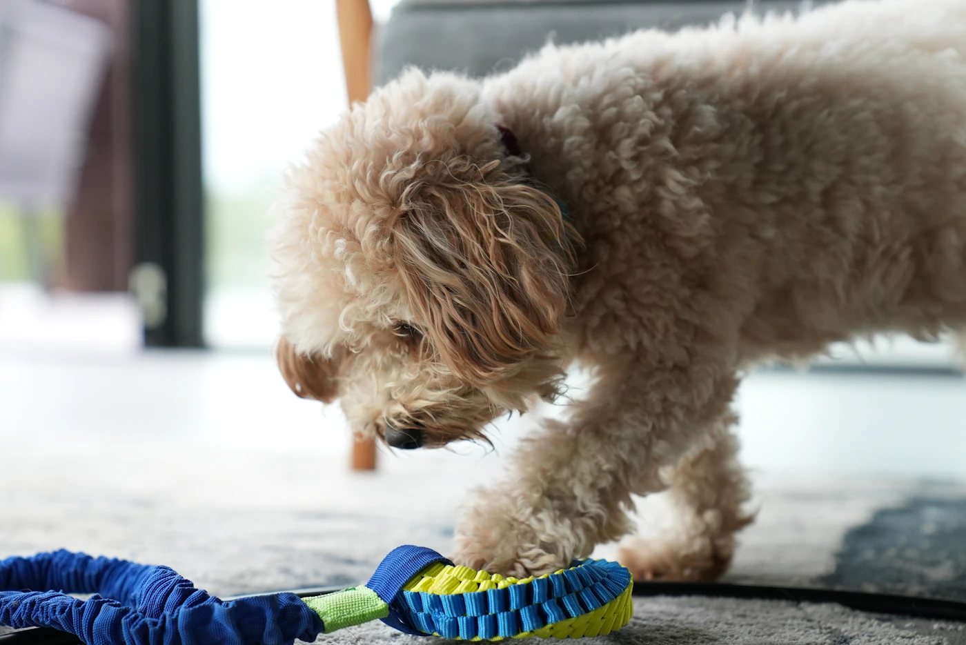 Small curly-coated dog examining a blue and green tug toy indoors