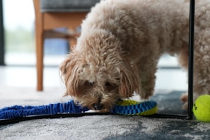 A curly-haired dog is sniffing some toys on the floor inside a room. The toys include a yellow tennis ball and a blue ring. Part of a wooden chair is visible in the background.