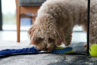 A curly-haired dog is sniffing some toys on the floor inside a room. The toys include a yellow tennis ball and a blue ring. Part of a wooden chair is visible in the background.