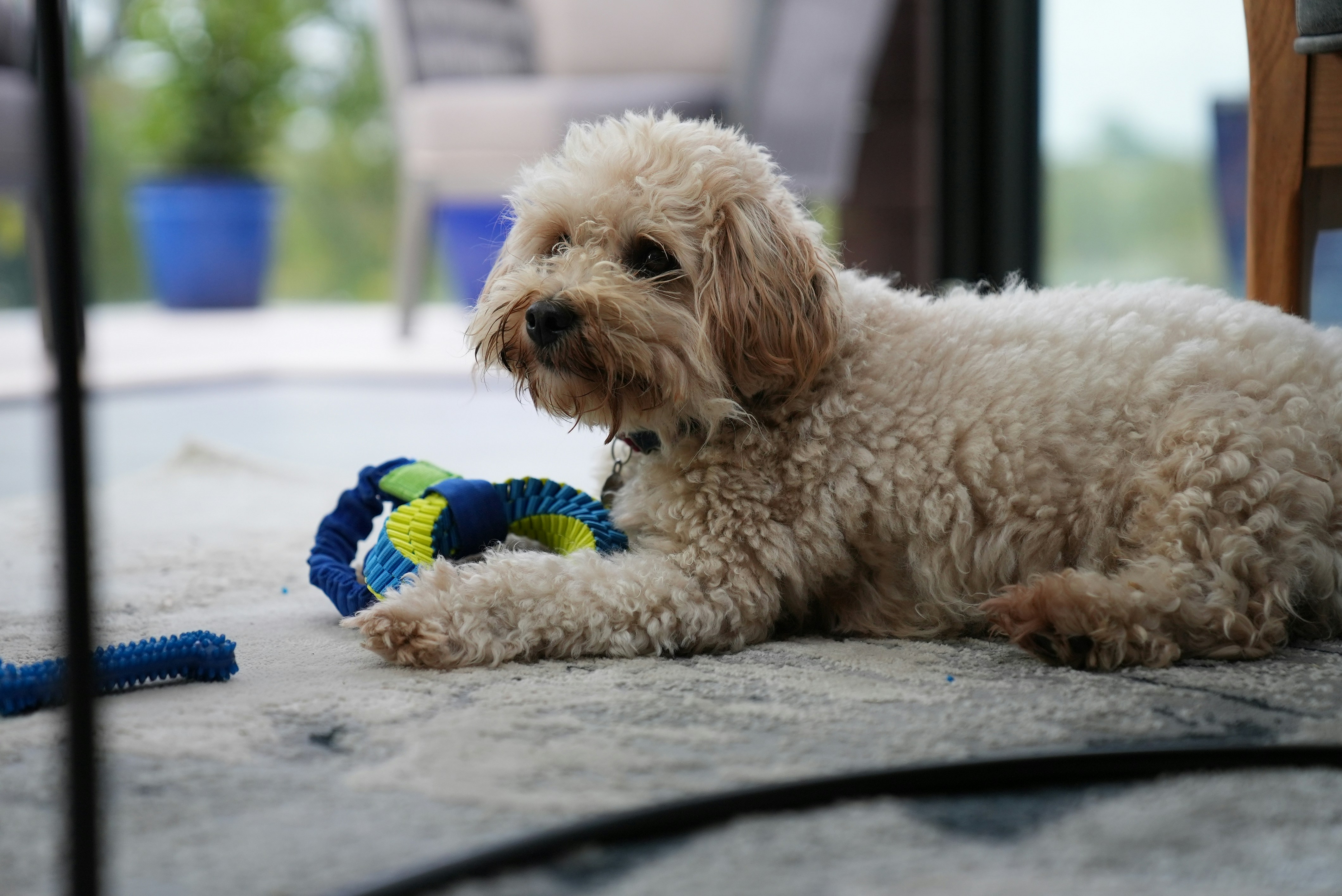 a dog lying on the floor