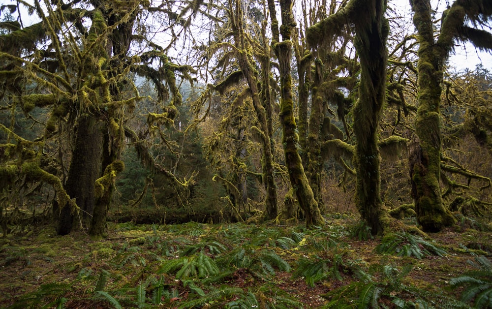 a forest with trees