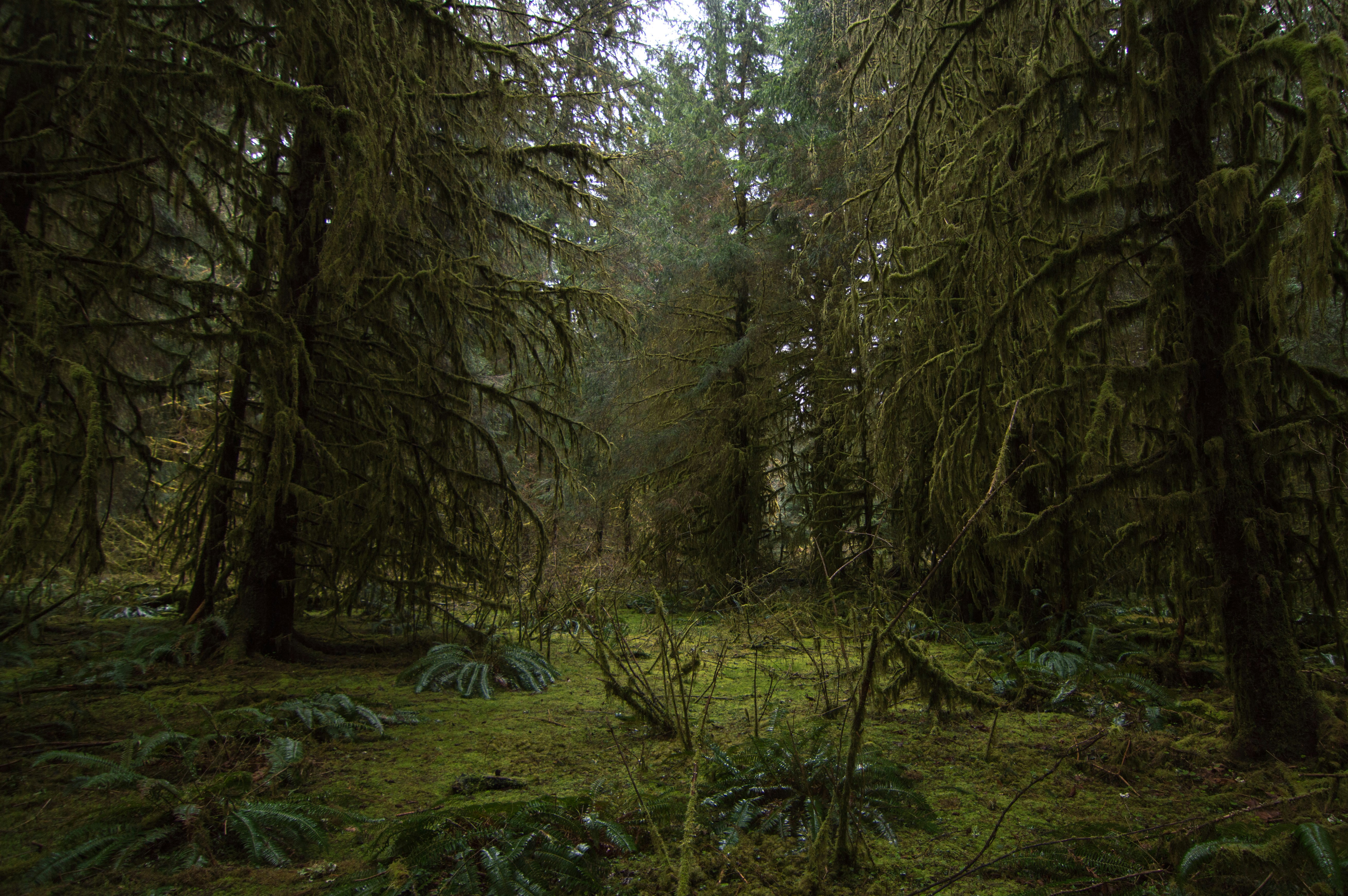 The Rise of Forests: Green Giants Take Over (image credits: unsplash)