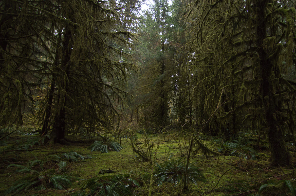 Moss-draped trees in a temperate rainforest on the Olympic Peninsula, Washington