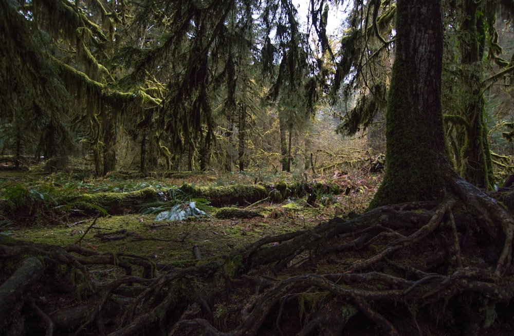 a forest with trees and fallen trees