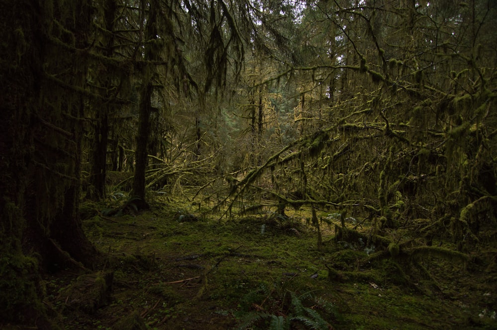 a forest with trees