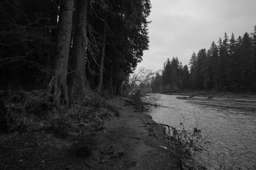 a river with trees on the side