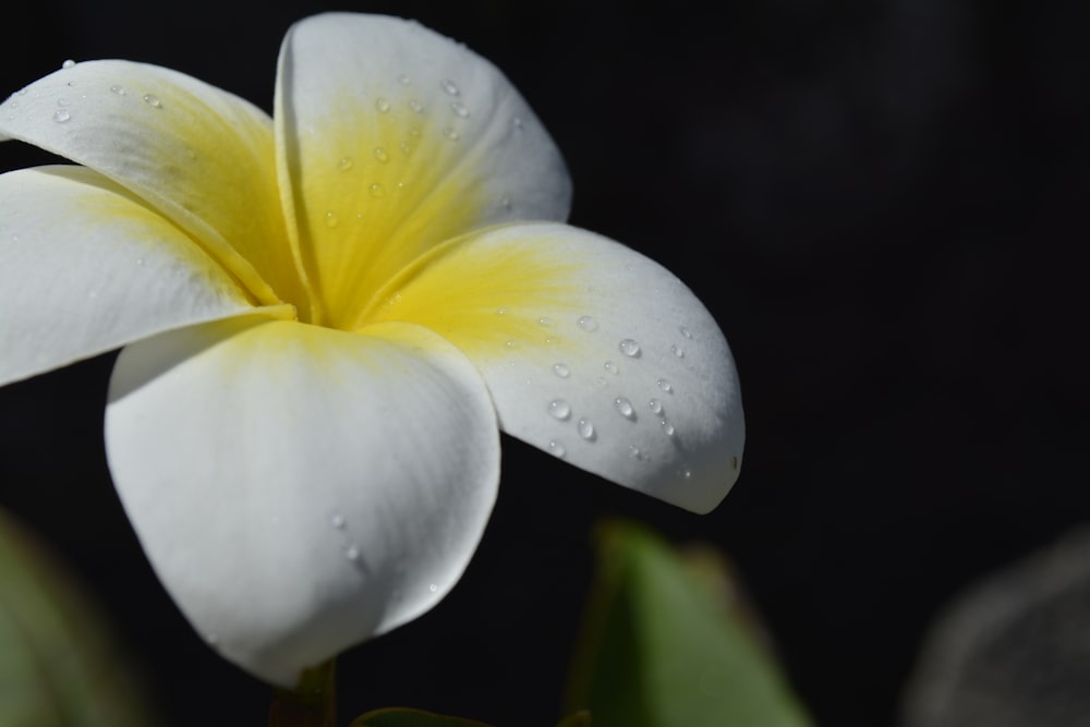 a close up of a flower