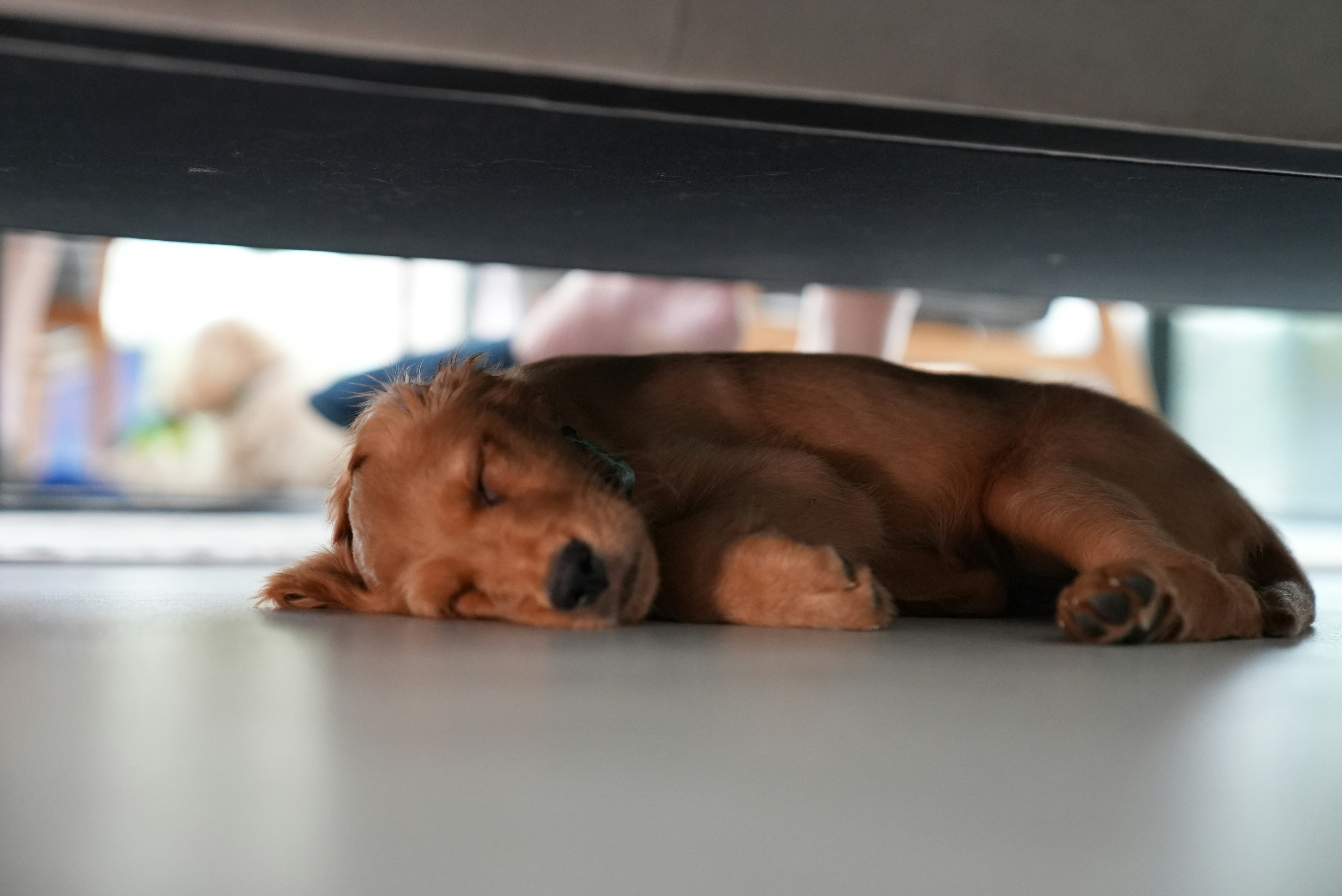 a dog sleeping on a table
