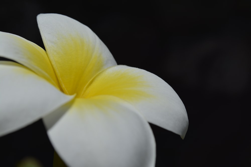 a close up of a flower