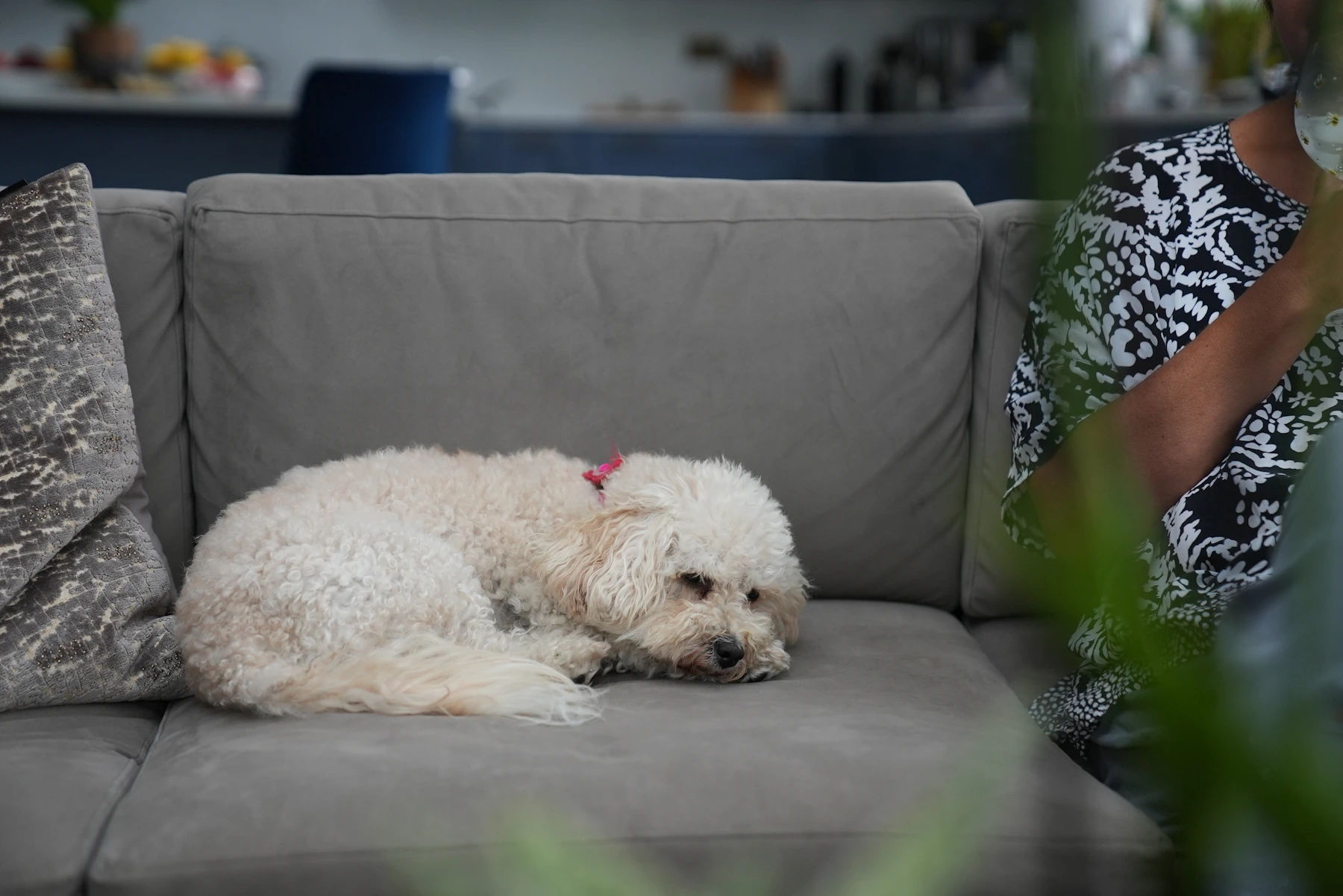 A relaxed dog enjoying a comfortable home