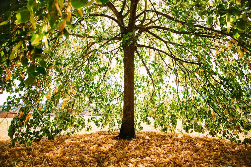 a tree with yellow leaves