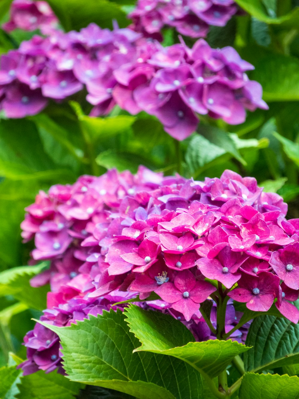 a group of purple flowers