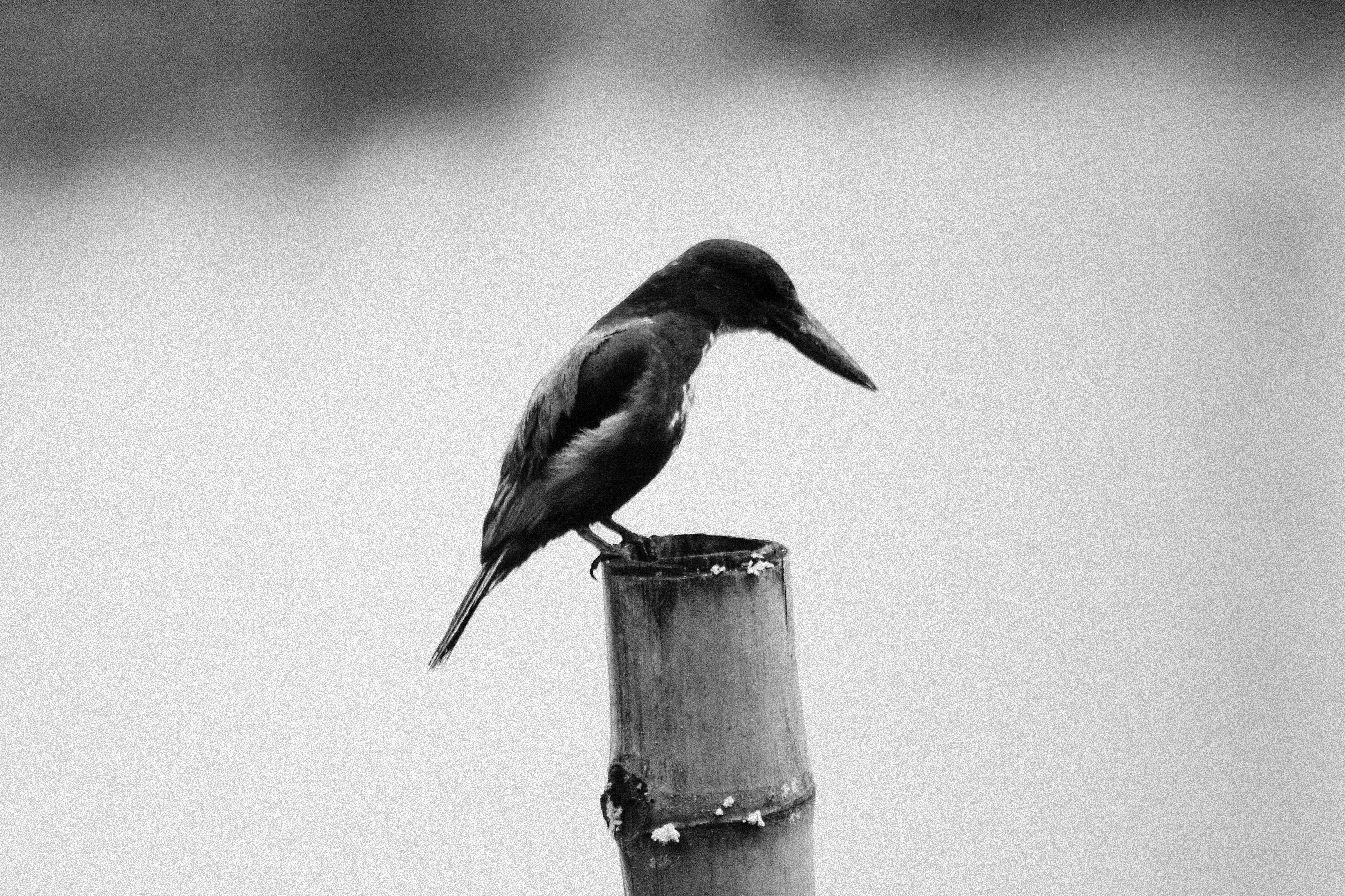 a bird perched on a post