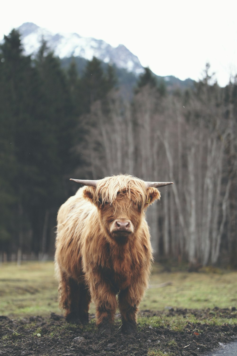 a large brown cow