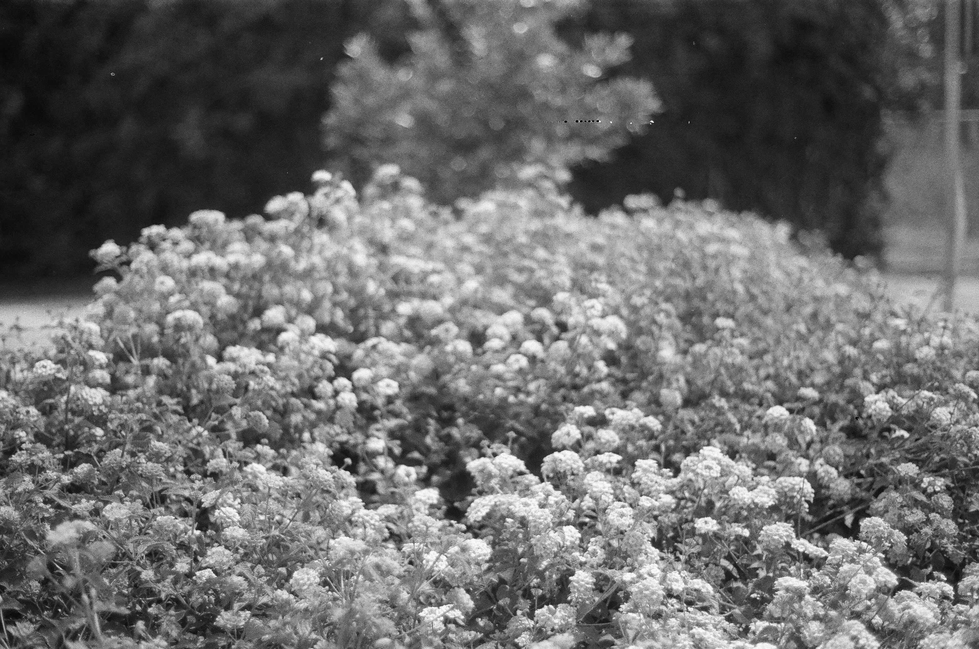 Photo by juancarlo_jpg