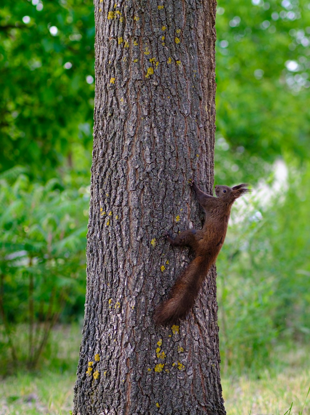 a squirrel on a tree