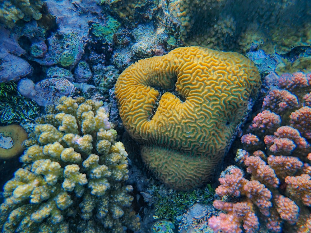 a group of coral