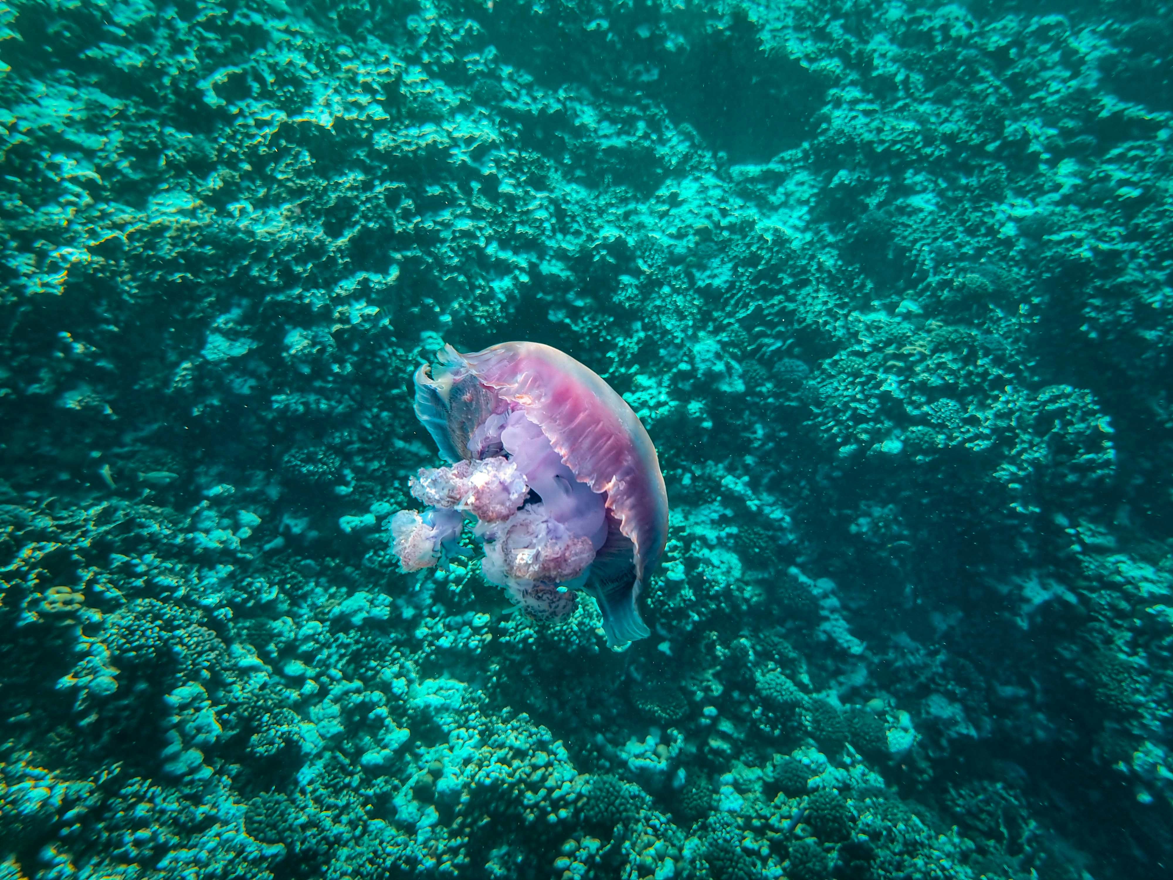 3. Blobfish - The Misunderstood Alien (image credits: unsplash)