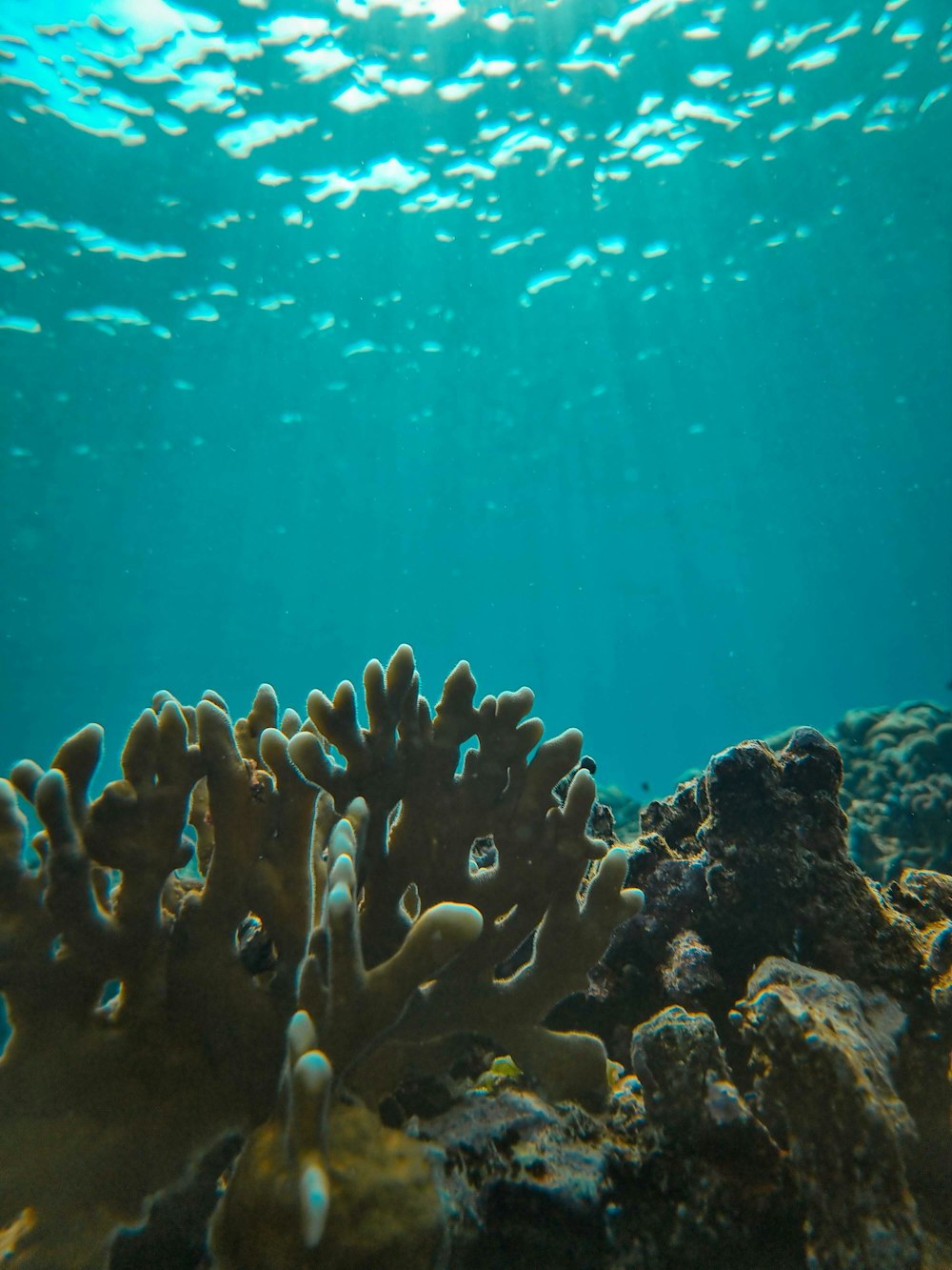 underwater view of a coral