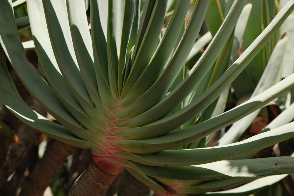 a close up of a plant