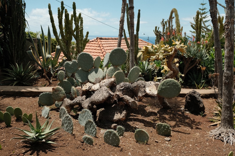 a desert with cacti