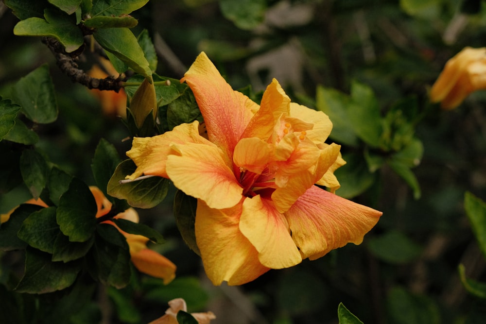 a close up of a flower