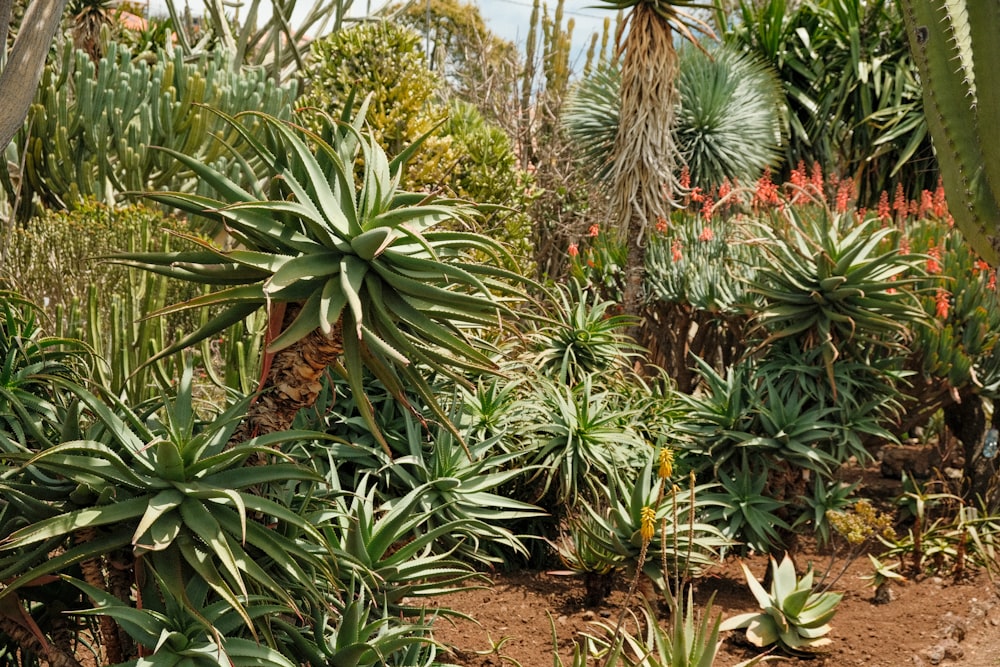 a group of plants