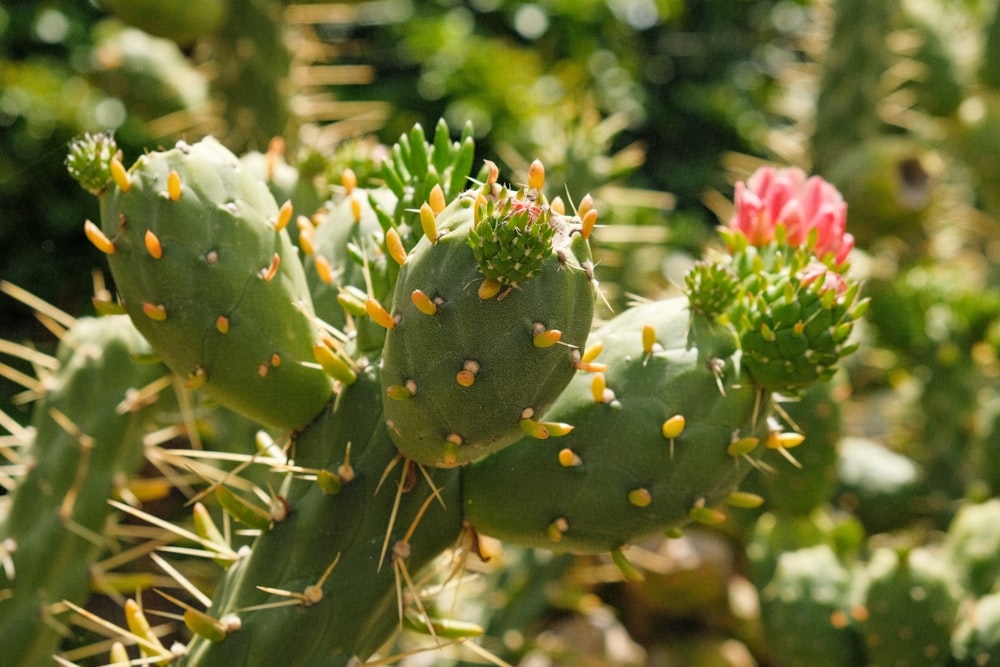 a close up of a plant