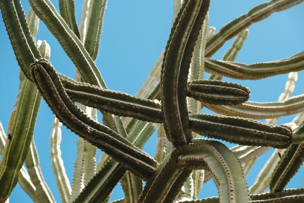 a close-up of a plant