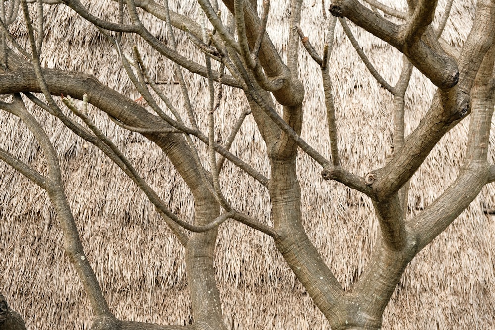 a group of bare trees
