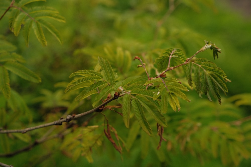 close up of a plant