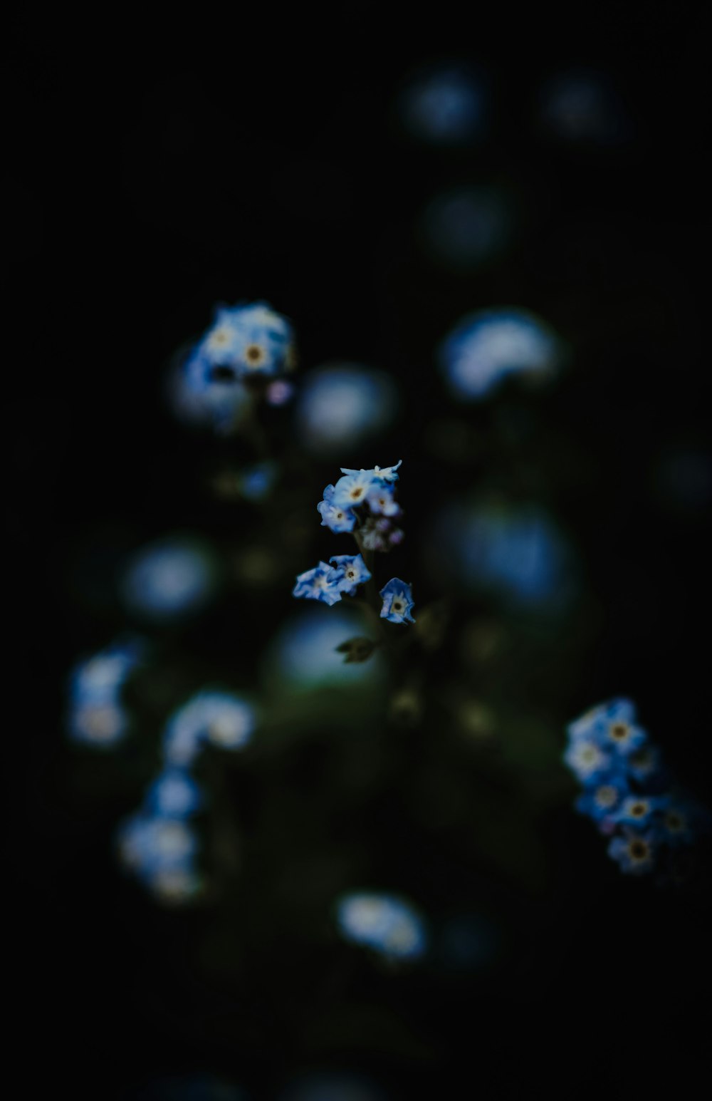 a group of blue flowers