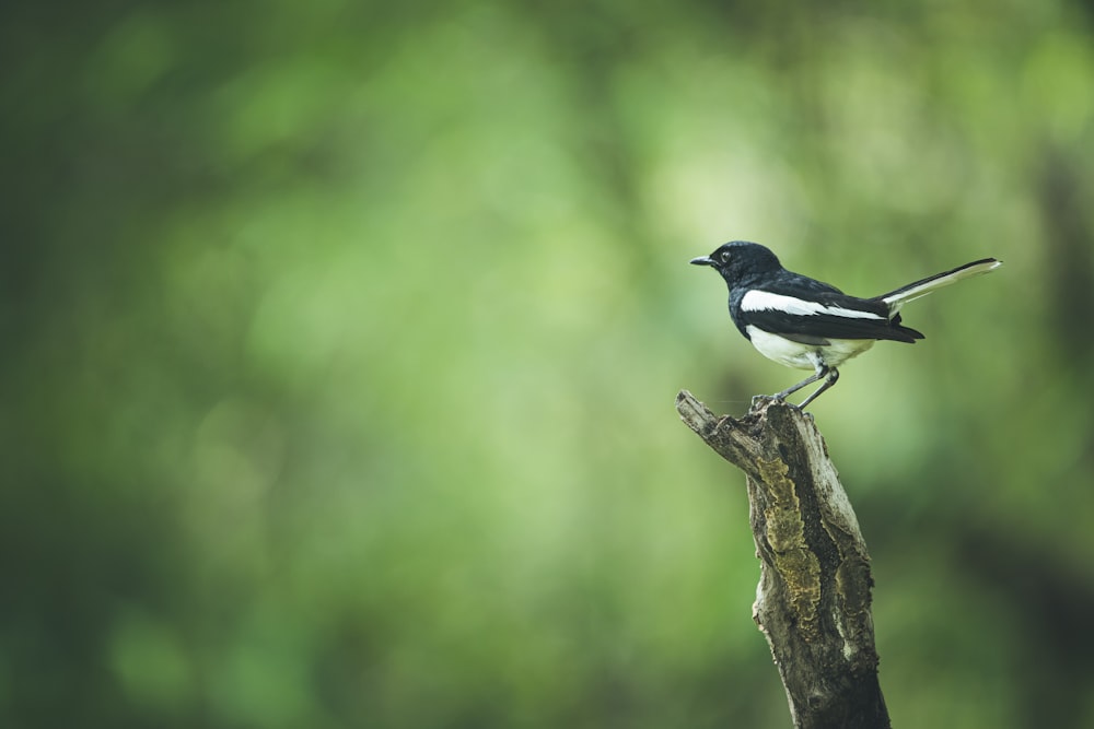 a bird on a tree stump