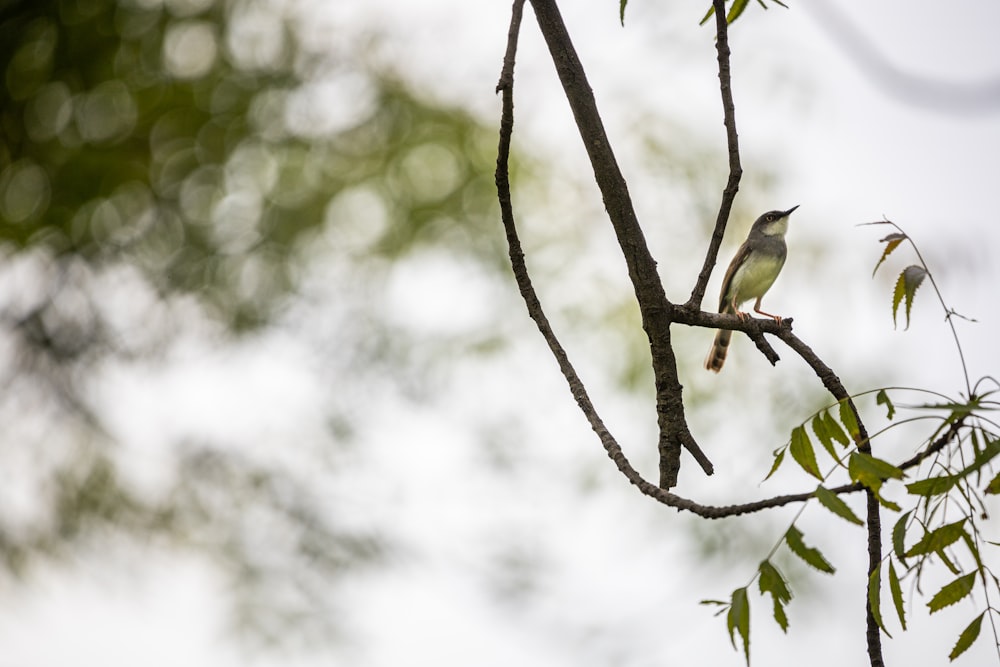 a bird sits on a branch