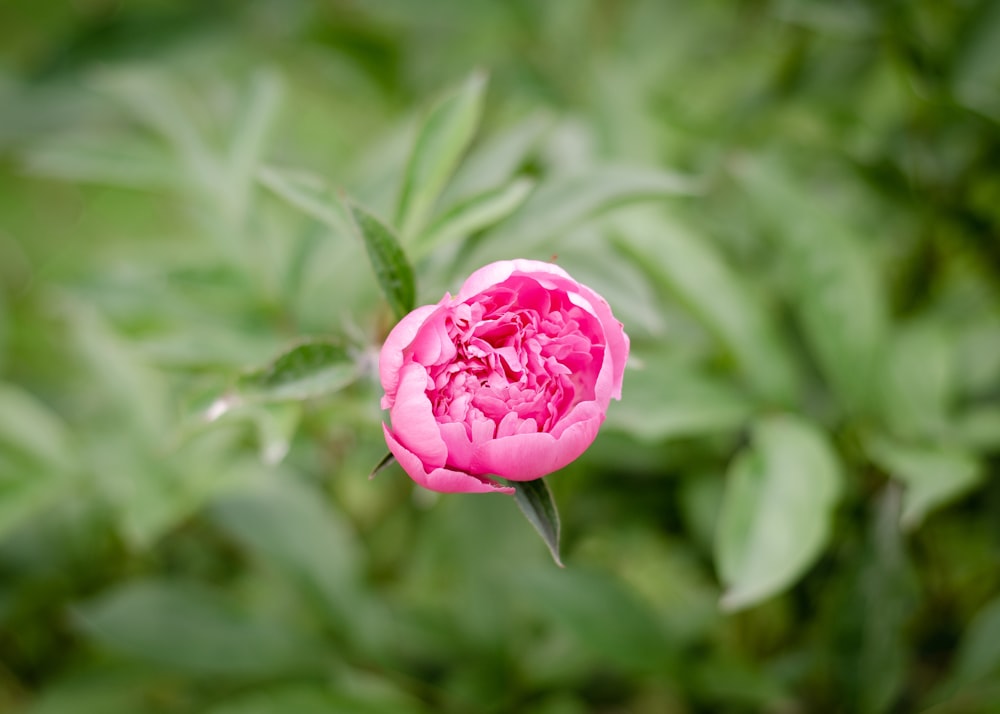 Una rosa rosa en un arbusto