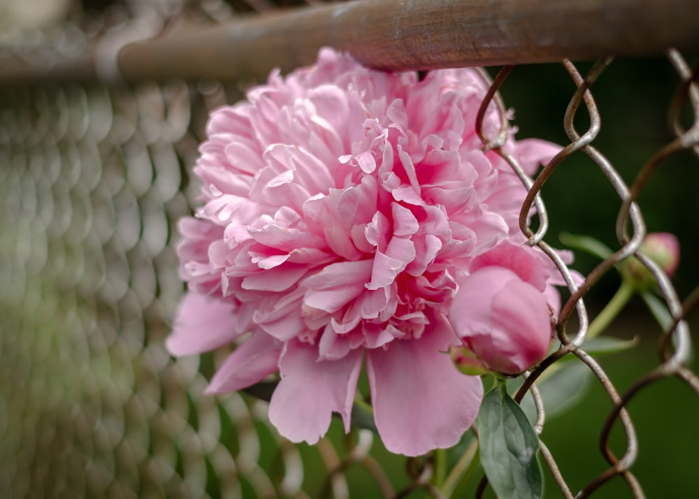 a close up of a flower