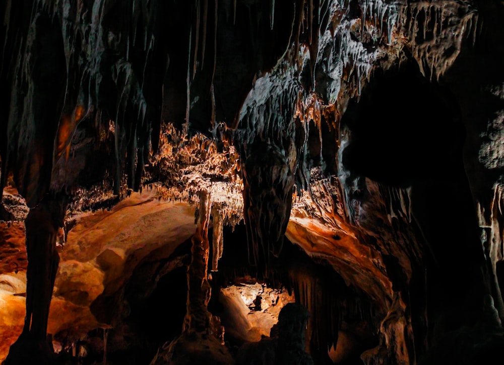 a cave with a plant growing in it