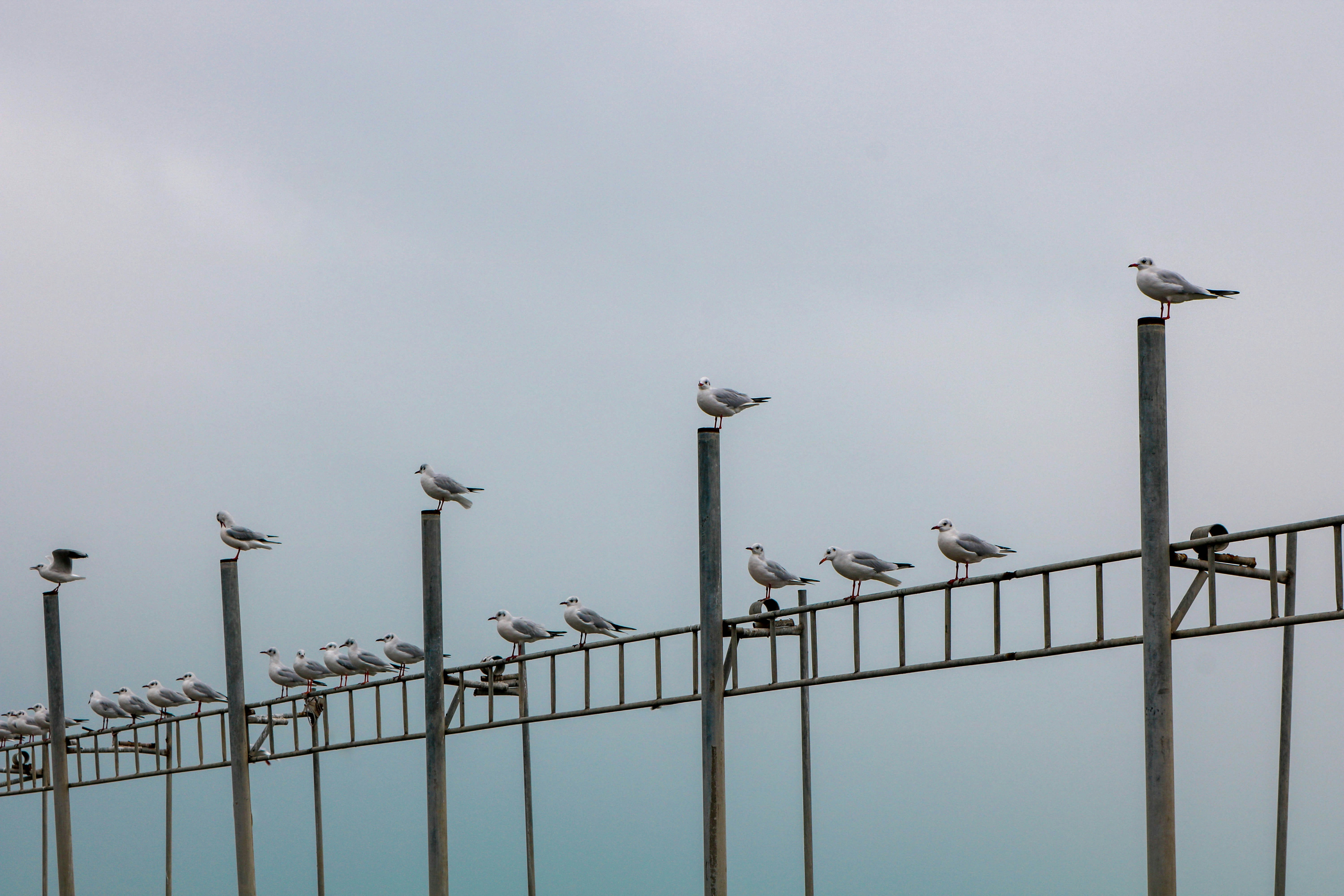 Photo by amirzenoozi