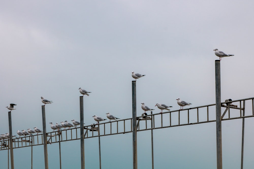 a group of birds on a fence