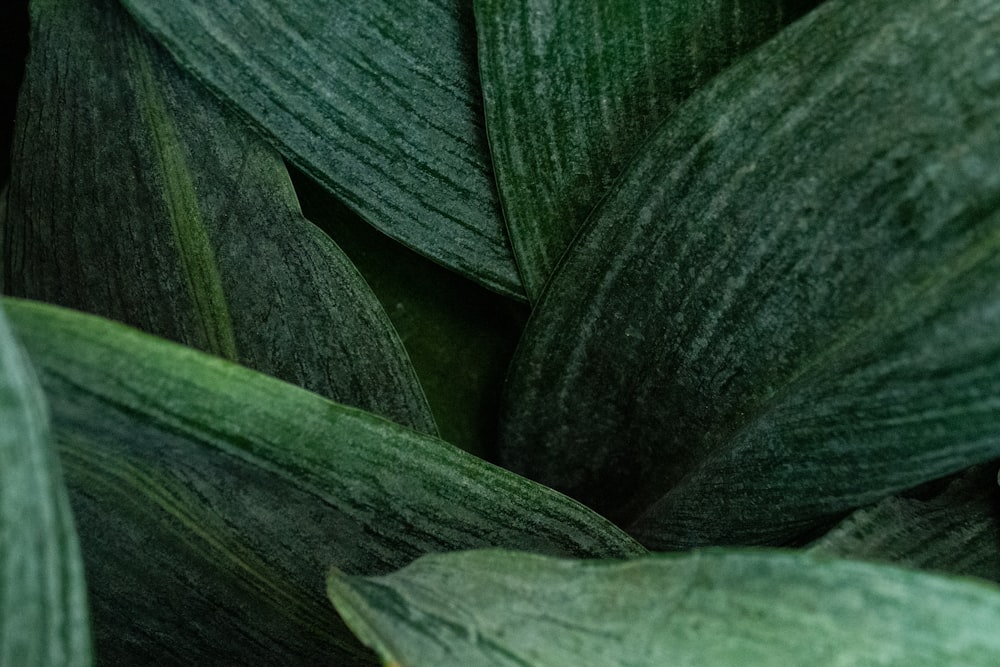 um close up de algumas folhas